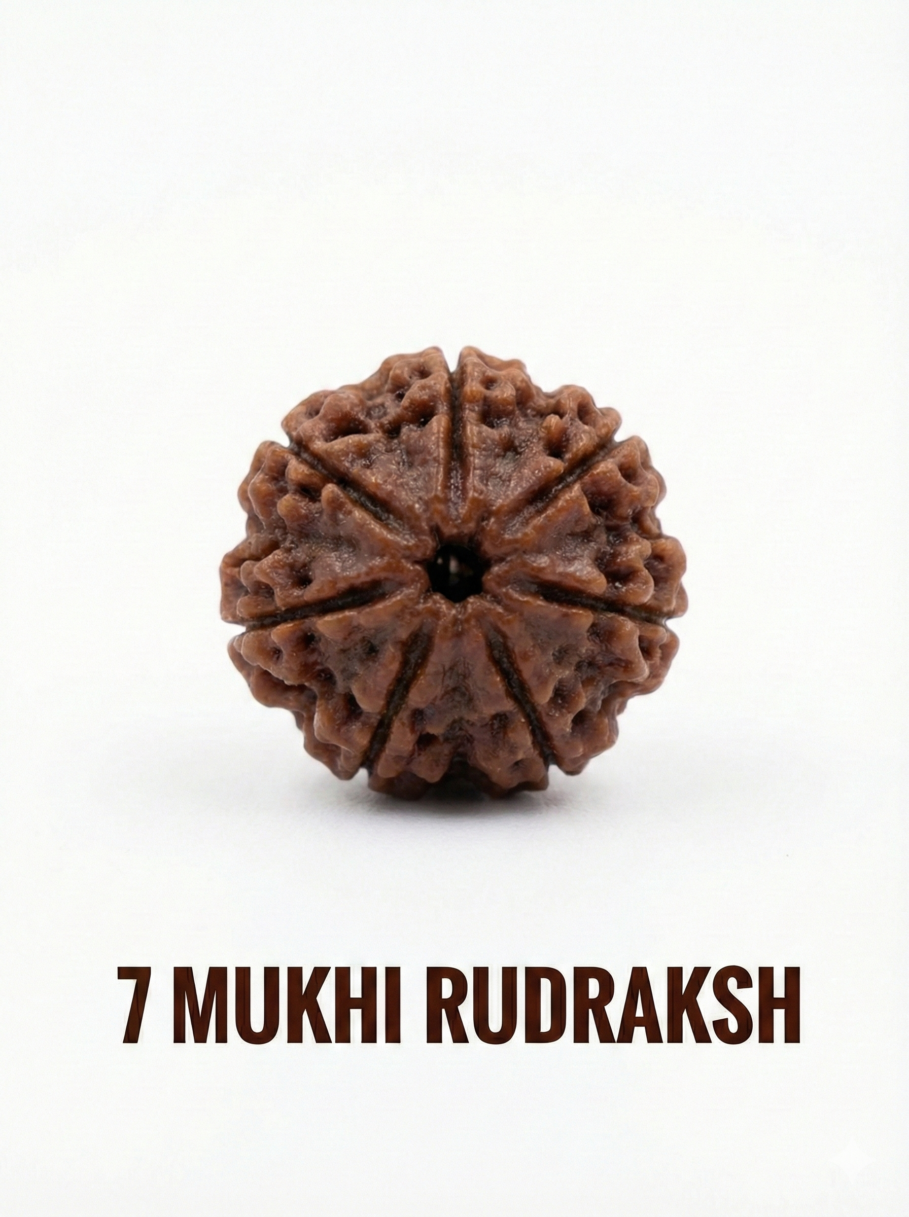 7 Mukhi Rudraksha – Full Seed, Fully Matured & Natural