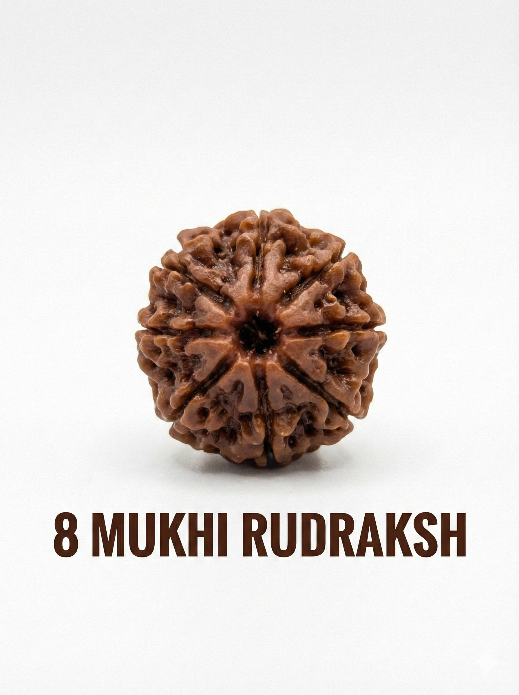 8 Mukhi Rudraksha – Full Seed, Fully Matured & Natural