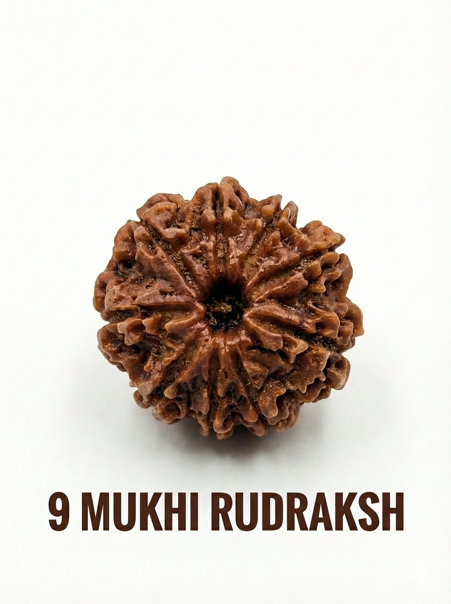 9 Mukhi Rudraksha – Full Seed, Fully Matured & Natural
