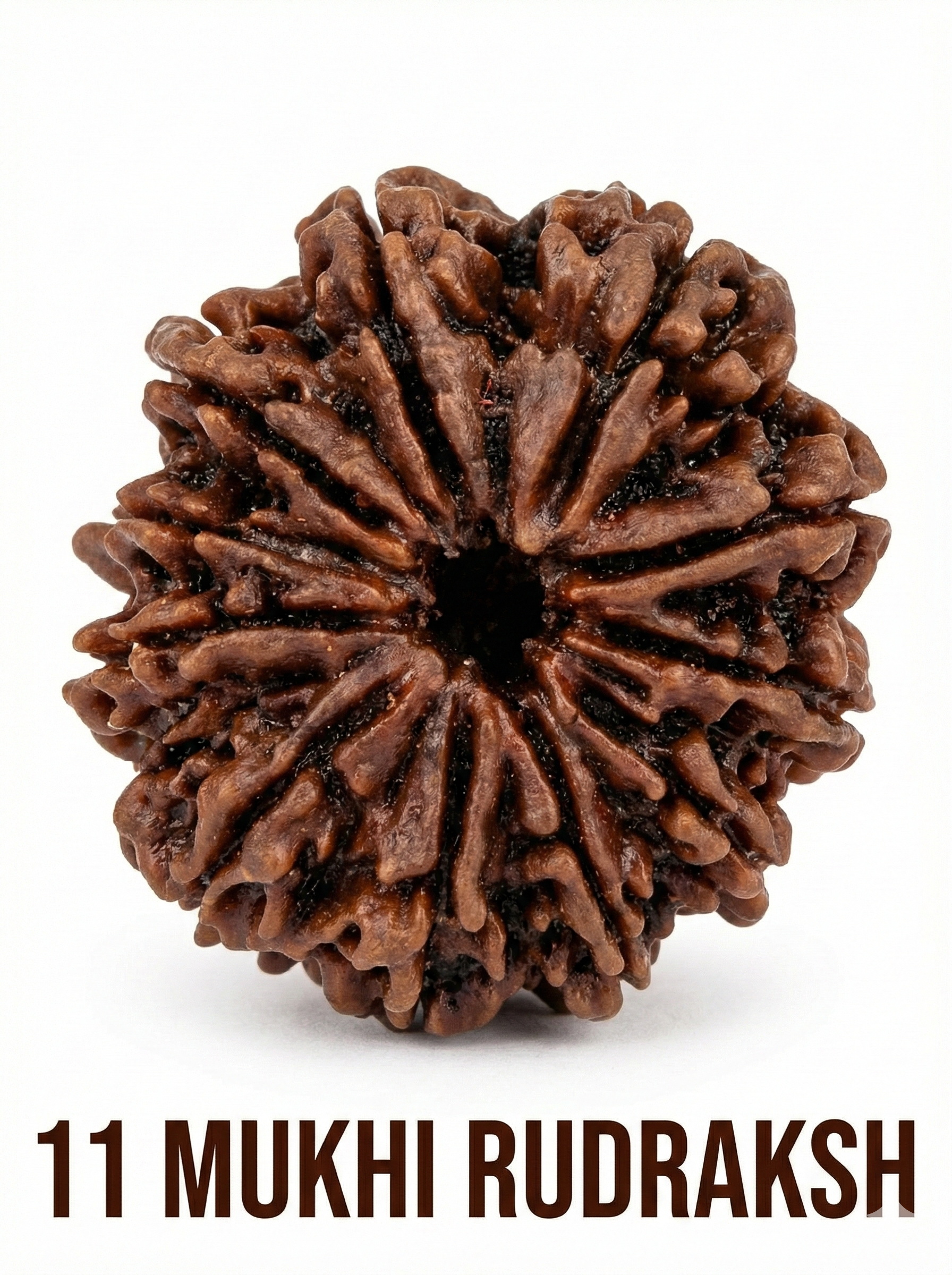 11 Mukhi Rudraksha – Full Seed, Fully Matured & Natural