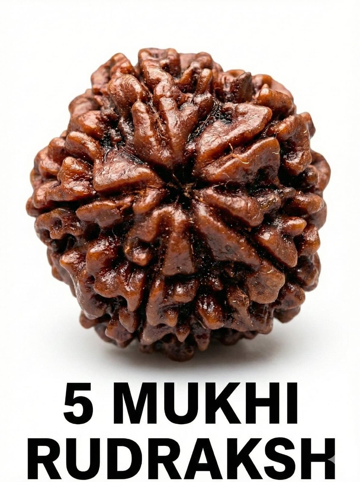 5 Mukhi Rudraksha: Benefits, Significance, Mantra, Wearing Method & Complete Guide