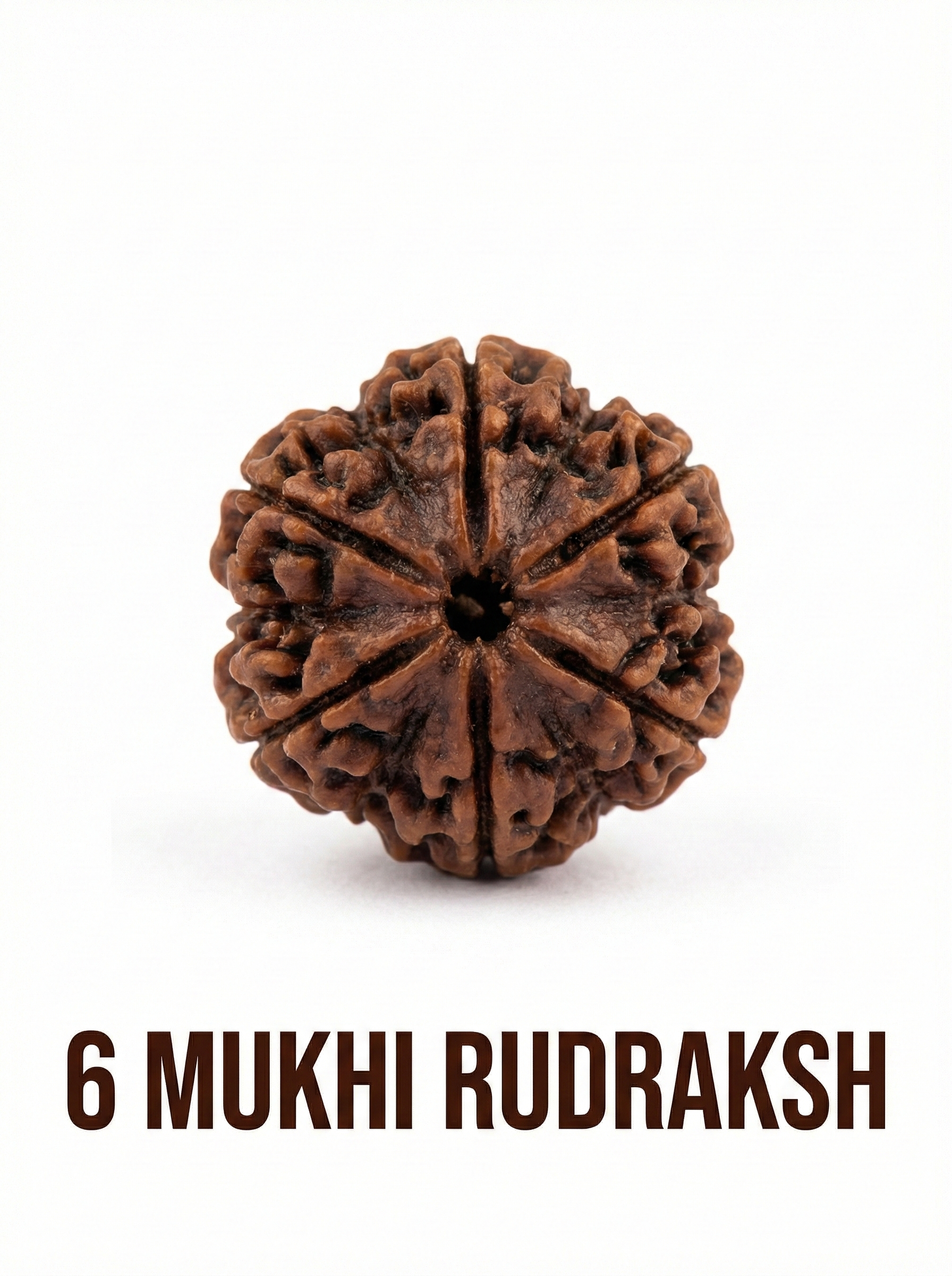 6 Mukhi Rudraksha – Full Seed, Fully Matured & Natural