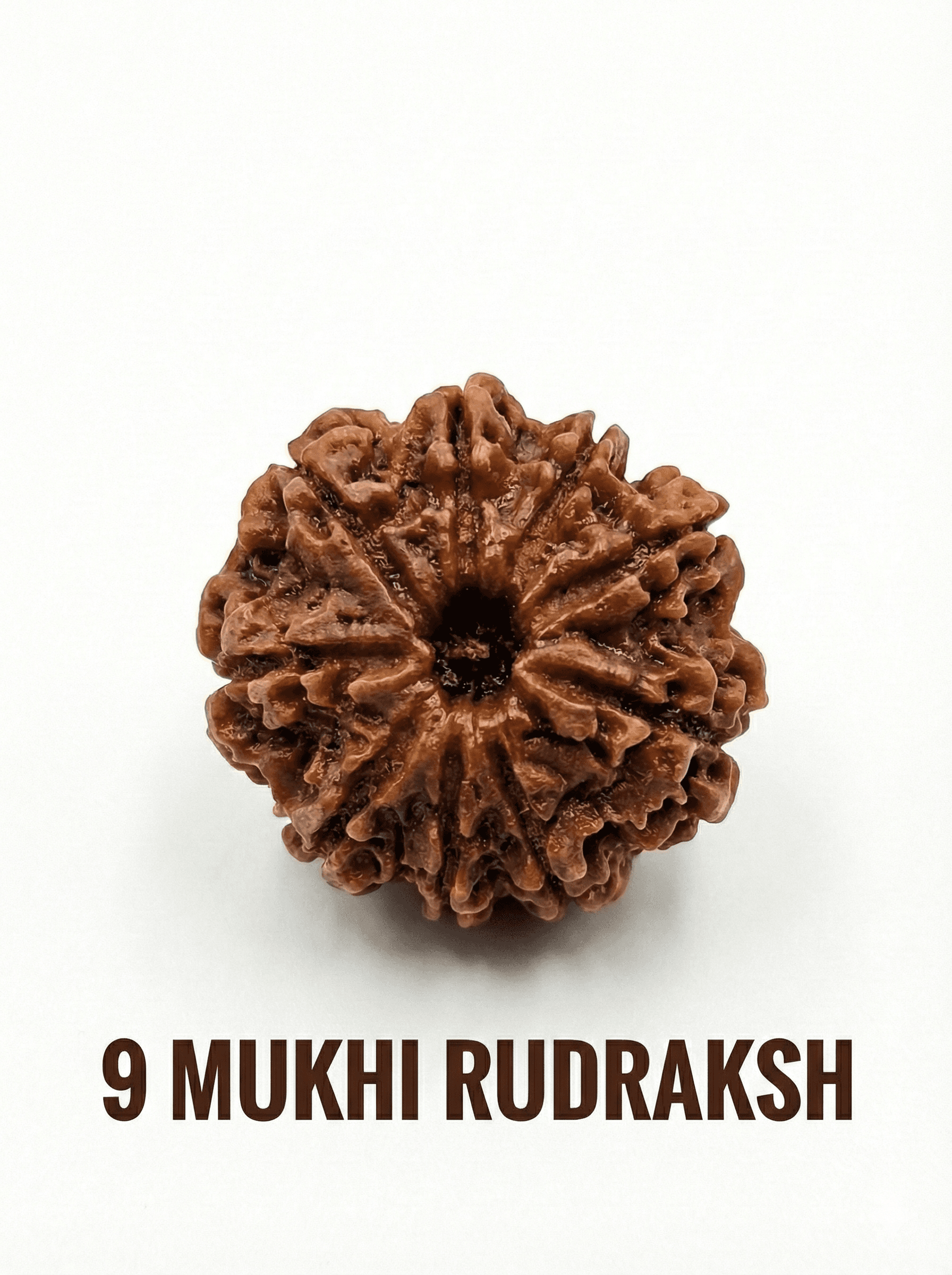 9 Mukhi Rudraksha: Meaning, Benefits, Significance & How to Wear